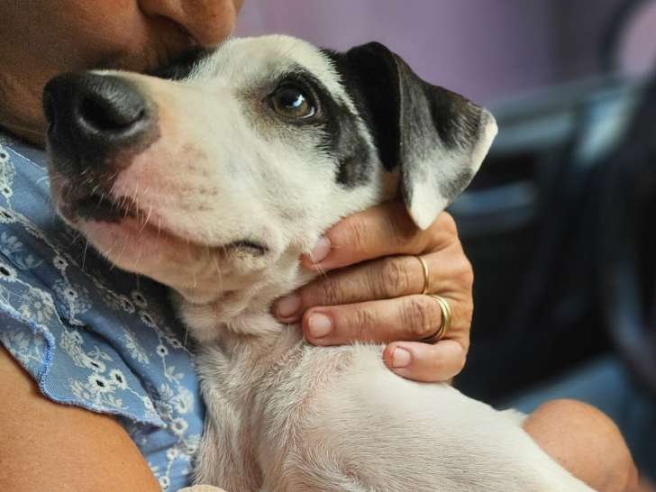 Chiot mâle en quête d’une famille aimante
