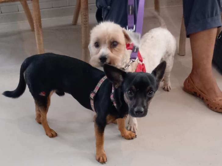 Chiens à la recherche d'une famille