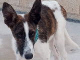 Adoption disponible : chiot femelle âgé de 5 mois