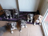 Chiots Américan Bully standards de taille basse à vendre