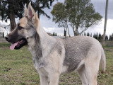 Chiots Bélusky. Malinois croisés Husky, à vendre