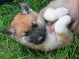 Chiots Bélusky. Malinois croisés Husky, à vendre
