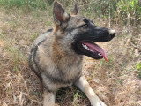 Chiots Bélusky. Malinois croisés Husky, à vendre