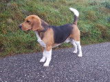 Jeune beagle à l'adoption