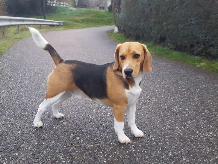 Jeune beagle à l'adoption
