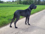 Etalon Dogue Allemand disponible pour saillie