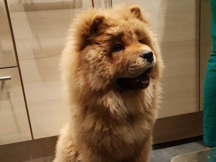 Propose femelle Chow Cchow pour première saillie