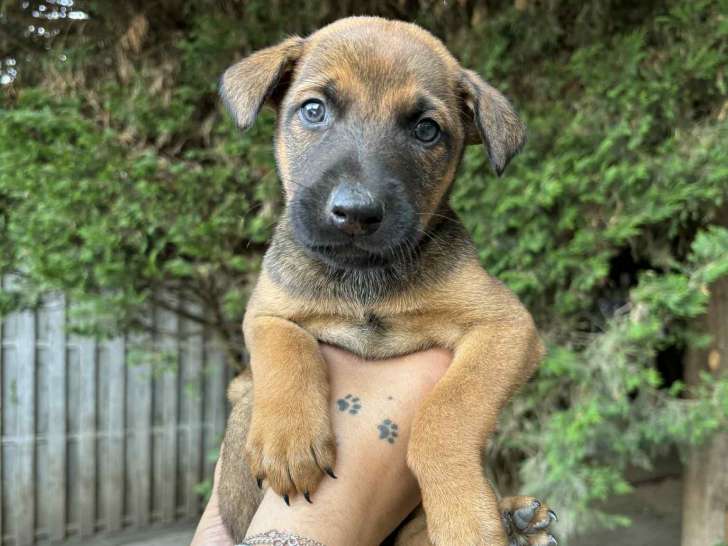 Dobermann X malinois
