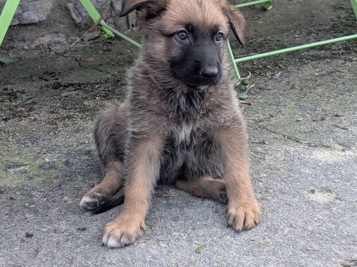 Berger allemand x malinois