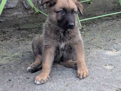 Berger allemand x malinois