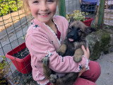 Berger allemand x malinois