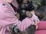 Berger allemand x malinois