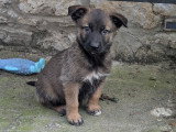 Berger allemand x malinois
