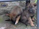 Berger allemand x malinois