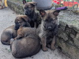 Berger allemand x malinois
