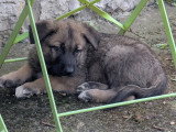 Berger allemand x malinois