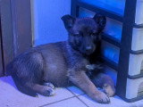 Berger allemand x malinois