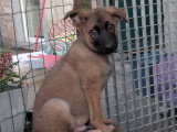 Berger allemand x malinois