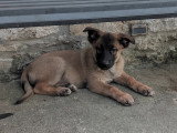 Berger allemand x malinois