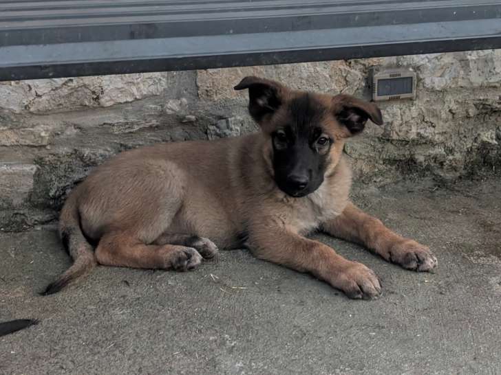Berger allemand x malinois