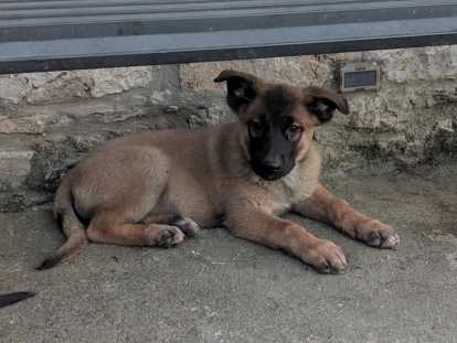 Berger allemand x malinois