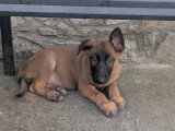 Berger allemand x malinois