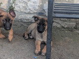Berger allemand x malinois