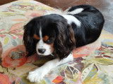 Mâle Cavalier King Charles Spaniel disponible pour saillie