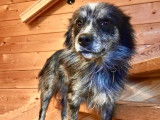 Jeune chienne Border Collie croisée Spitz Loup à vendre