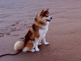 Mâle Pomsky Renard