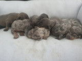 Chiots Teckel à vendre