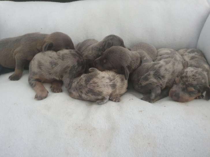 Chiots Teckel à vendre