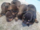Chiots Teckel à vendre