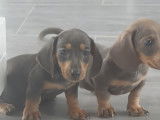 Chiots Teckel à vendre