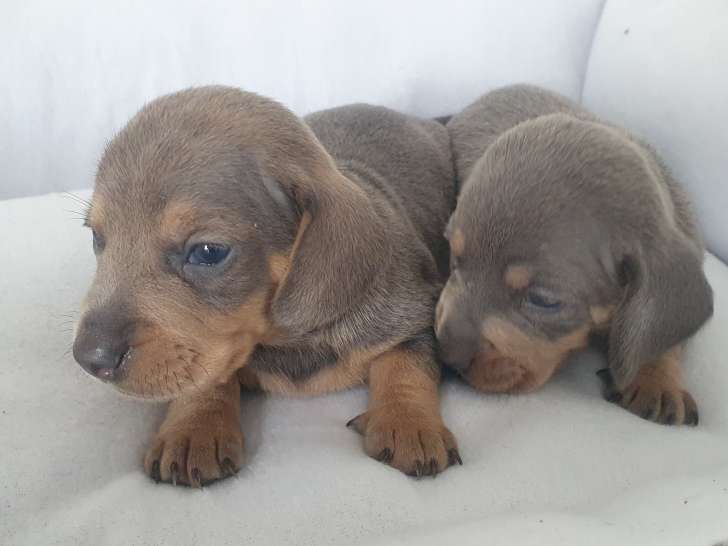 Chiots Teckel à vendre