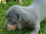 Chiots Teckel à vendre