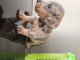 Chiots Teckel à vendre