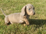 Chiots Teckel à vendre