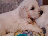Magnifiques chiots Goldendoodle à vendre