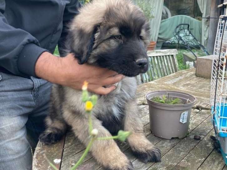 Chiot Berger Yougoslave à vendre