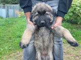 Chiot Berger Yougoslave à vendre