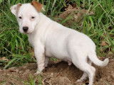 À vendre : un chiot mâle Jack Russell LOF