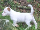 À vendre : un chiot mâle Jack Russell LOF