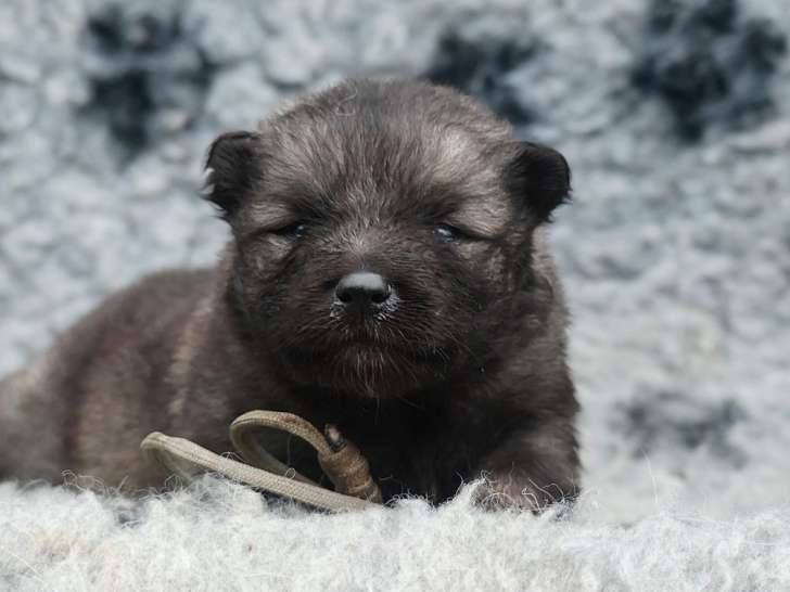 6 chiots Spitz -Loups LOF à réserver