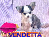 4 chiots Chihuahuas LOF disponibles à la vente