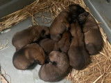 8 chiots Malinois LOF disponibles à la réservation