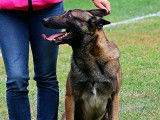 8 chiots Malinois LOF disponibles à la réservation