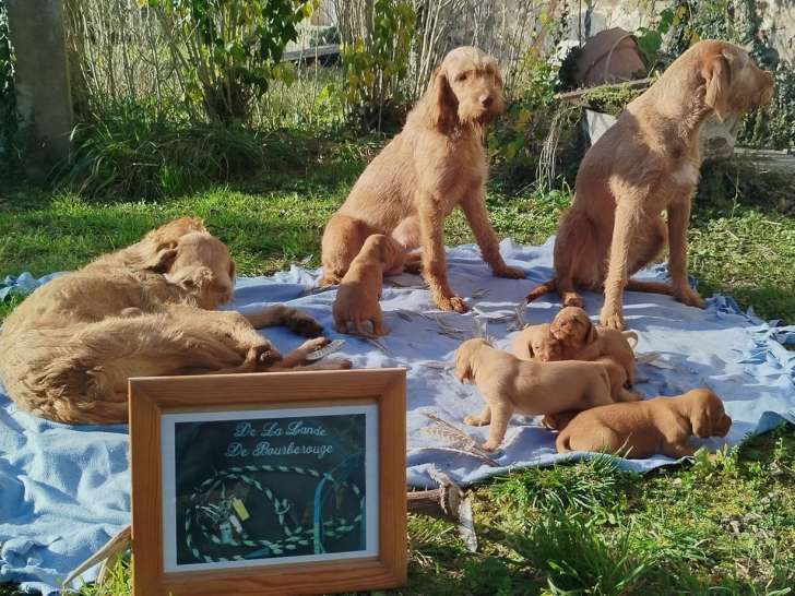 Chiots Braque Hongrois à poil dur à vendre