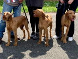 Chiots Braque Hongrois à poil dur à vendre