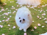 À vendre, des chiots Spitz Nains Pomeranians LOF